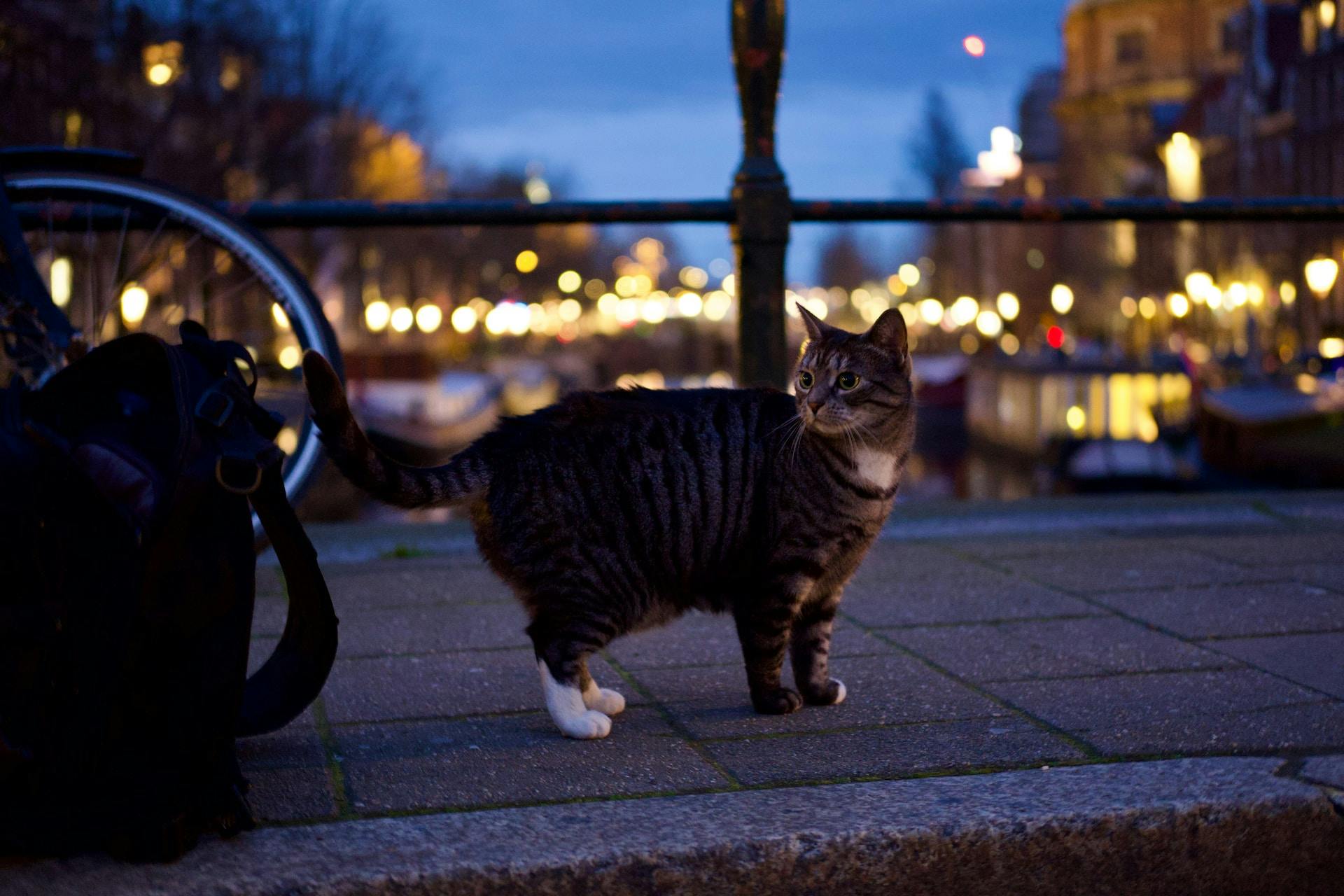 Cat in Amsterdam